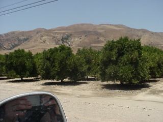 Orange trees...