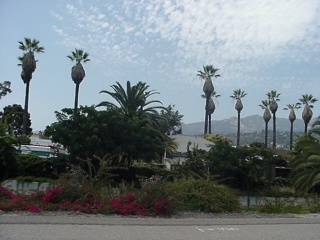 Theresa was very happy to find another type of palm tree to categorize