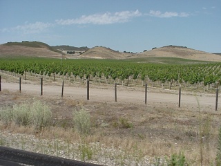 Grapes, no doubt for juice