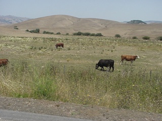 Cows with a view