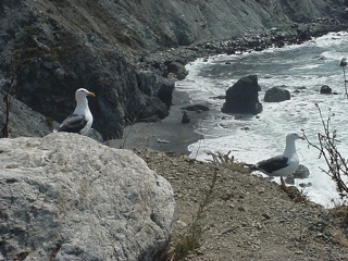 Locals