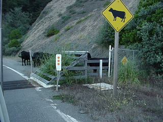Really, open range cattle on a windy coastal highway with a serious penalty for hitting the ditch?