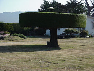 A large tree with a curio shop in it's roots