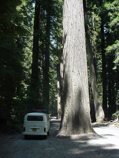 Big tree, little bus