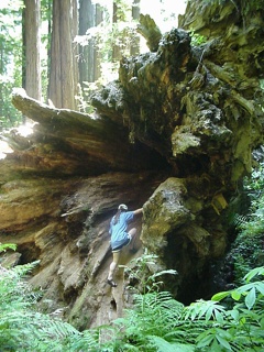 Big roots, little gal