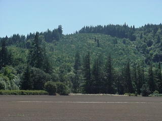 Scenic clearcut