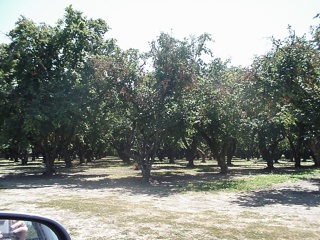 Orchards