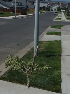 Sorry about that tree and light pole!