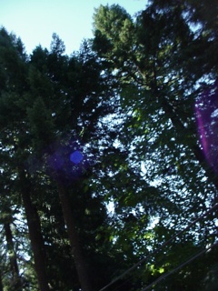 Theresa misses the tall trees