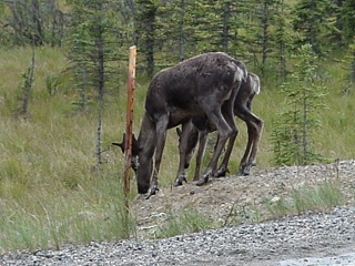 Young caribou feeding along the highway.