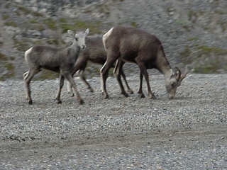 ...Stone Sheep...