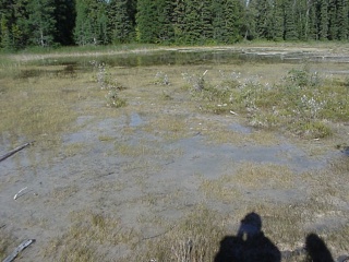 The warm sulfur water of Liard hotsprings creates an interesting and distinctive environment