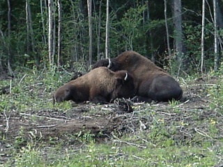 Wild bison taking a nap