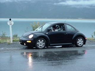 The beetle in the rain at Kluane
