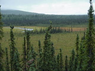 The land where everything is big, except for the trees