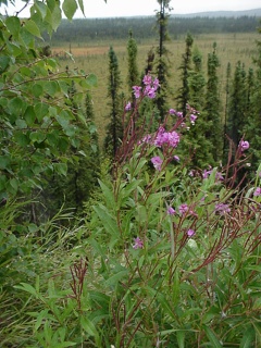 Fireweed along the highway
