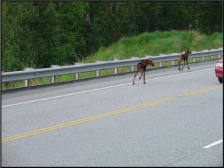Moose on the road