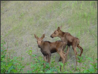 Moose off the road