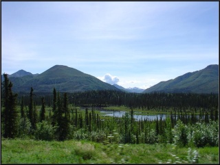 Authentic Alaskan swampland