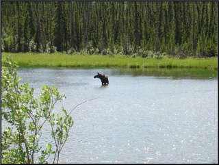 One of a few moose in a pond