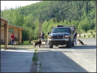 A dog team taking a break and perhaps a musher taking offense