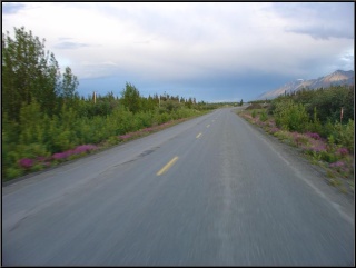 The narrow road to Destruction Bay, Theresa is a big fan of the dwarf fireweed