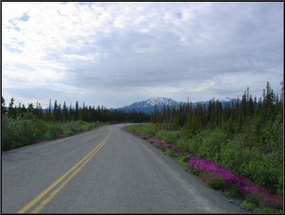 More windy road, more dwarf fireweed