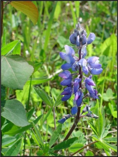 Pretty blue flower