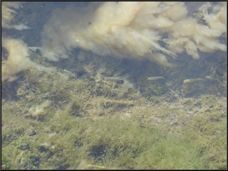 Hot water chub!