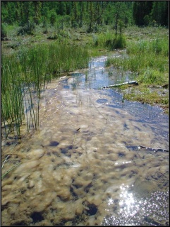 Pretty algae