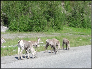 Stone sheep, licking gravel
