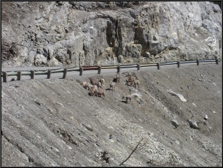A stone sheep family, heading our way