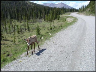 A sad lone adolescent caribou