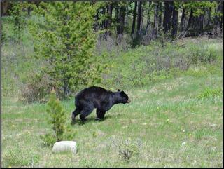 A bear, literally high tailing it away