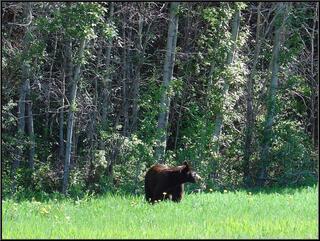 A very pretty chocolate brown bear outside of Jasper