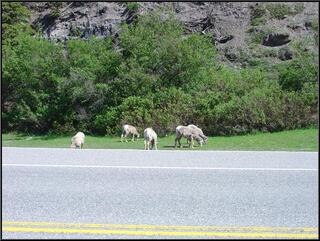 Maybe stone sheep, maybe not...