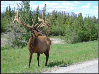 This elk and his buddy were hanging out on either side of the road