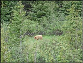 A very light brown black bear cub, about thirty feet from a very black sow