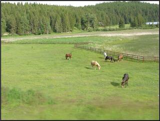 Horses!