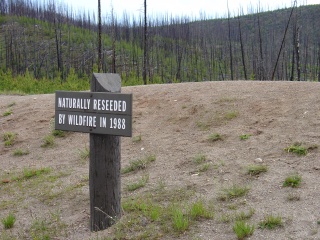 A Park Service commentary on clearcut, no doubt