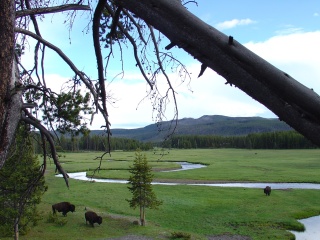Bison, doing what bison do