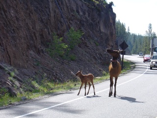 Elk cow and calf, taking the high road