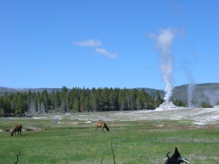 Mule deer, or lady elk, we are still a bit fuzzy