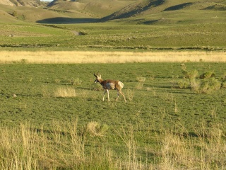 An antelope, about to play