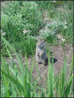 One of millions of ground squirrels