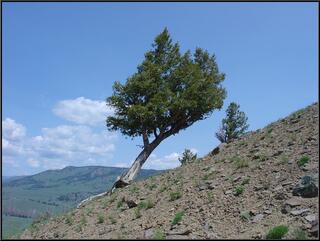 It is tough to be a tree