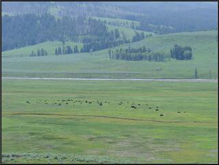 One of four herd of bison along the road