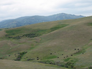 It is good to be a cow in Wyoming