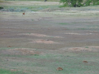 Deer and lots and lots of prairie dogs