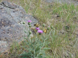 Pretty flowers